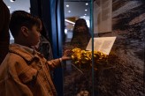 Child examines gold nugget in case